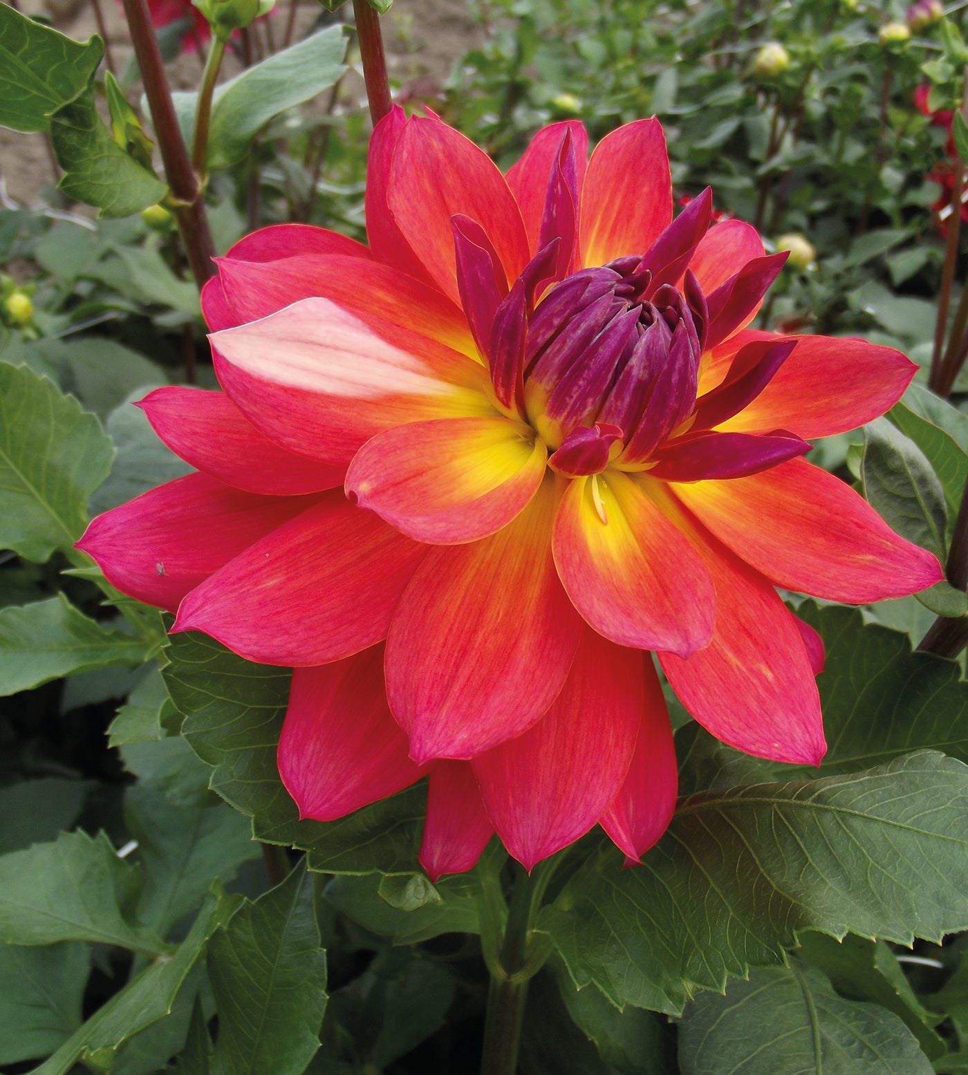 3 kpl Daalia ’Firepot’