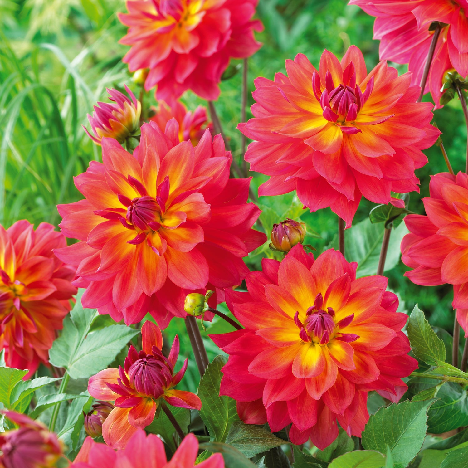 3 kpl Daalia ’Firepot’