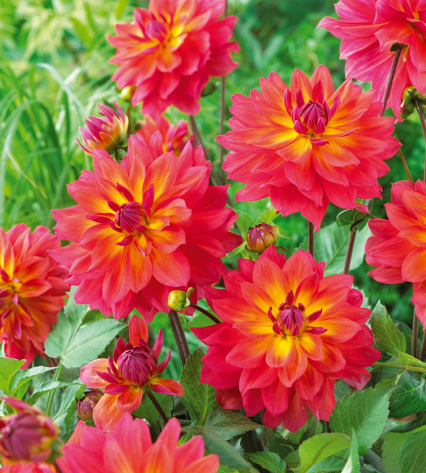 3 kpl Daalia ’Firepot’