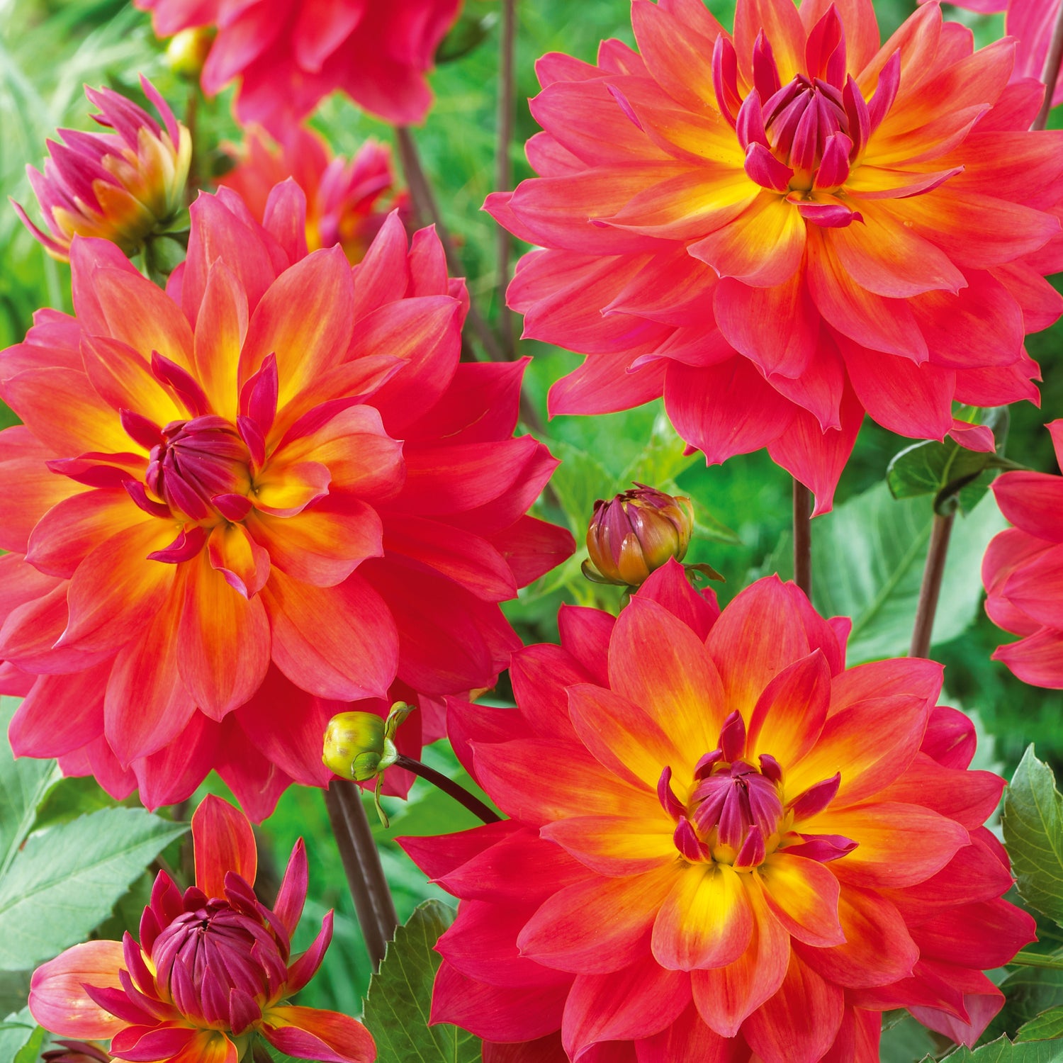3 kpl Daalia ’Firepot’