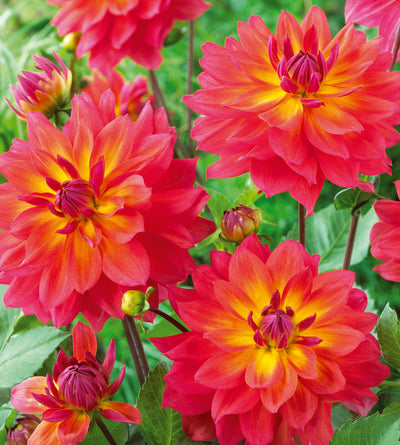 3 kpl Daalia ’Firepot’