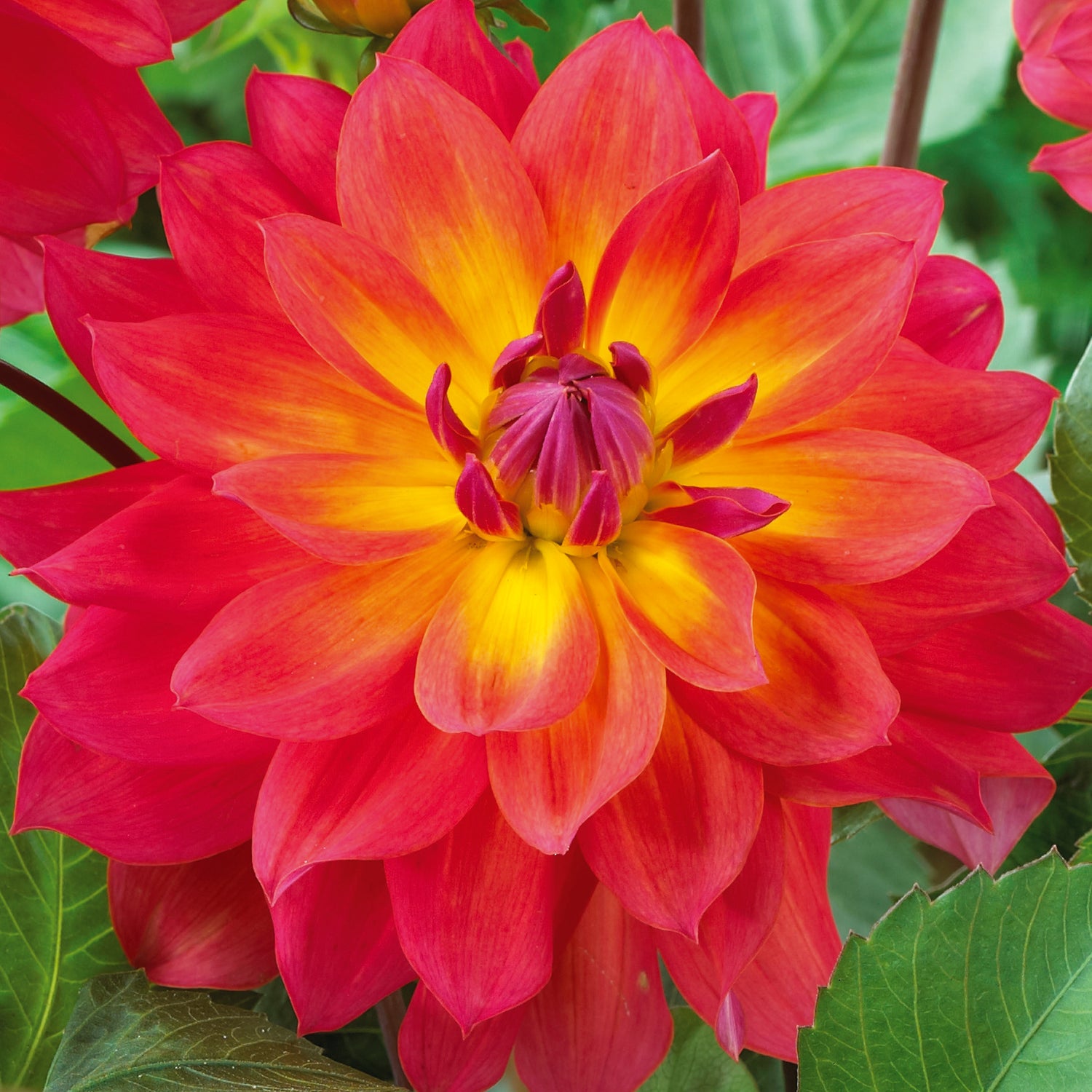 3 kpl Daalia ’Firepot’
