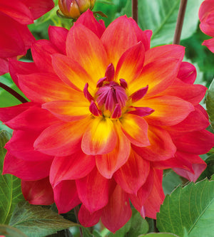 3 kpl Daalia ’Firepot’