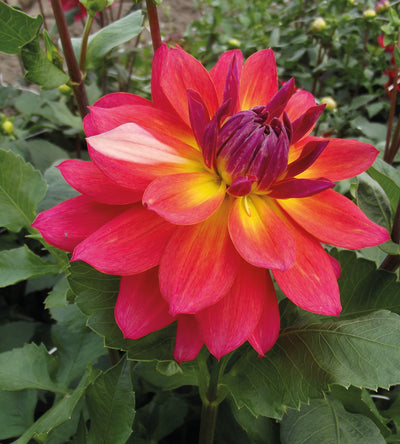 3 kpl Daalia ’Firepot’