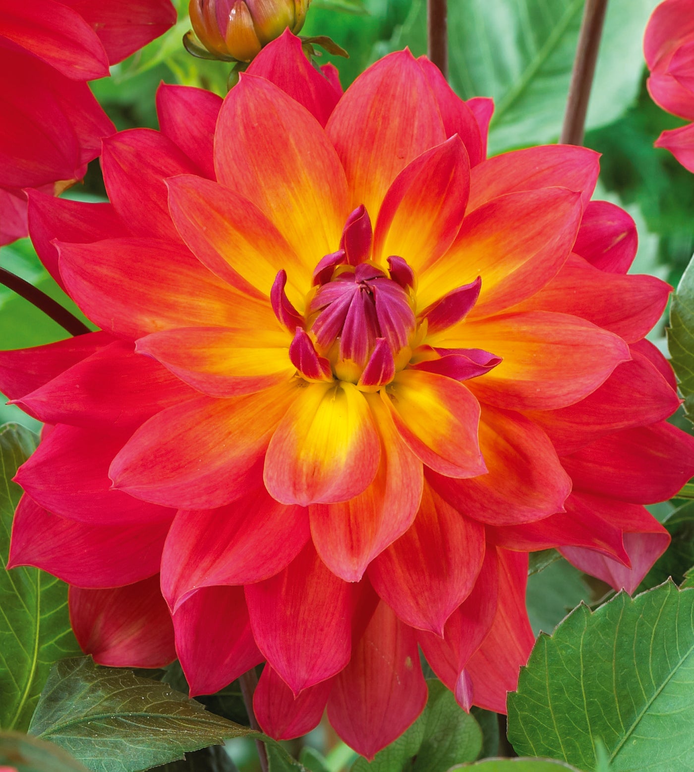 3 kpl Daalia ’Firepot’