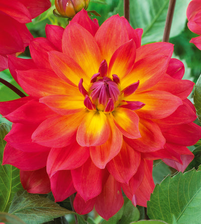 3 kpl Daalia ’Firepot’