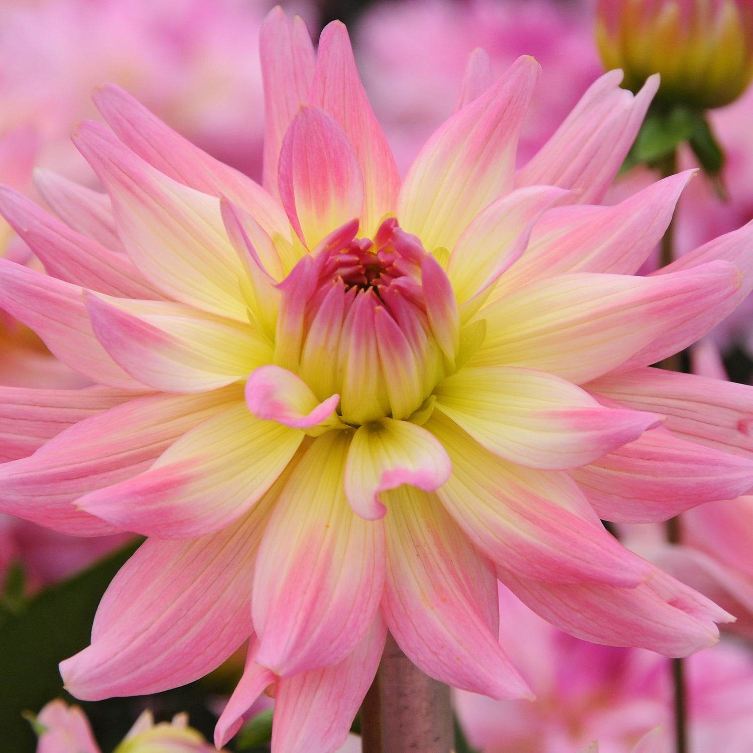 1 kpl Daalia ’Melody Gipsy’
