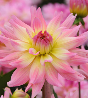1 kpl Daalia ’Melody Gipsy’