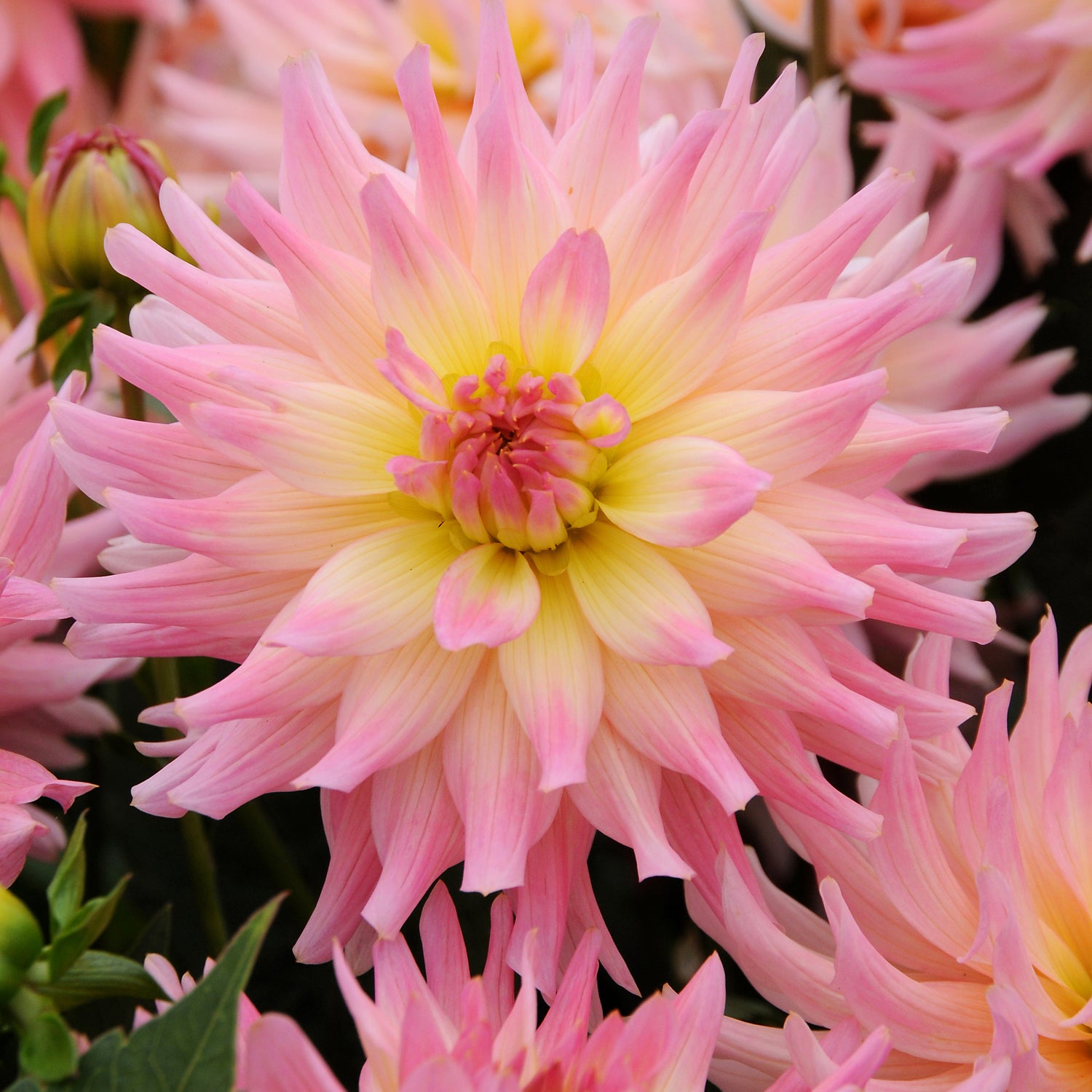 1 kpl Daalia ’Melody Gipsy’