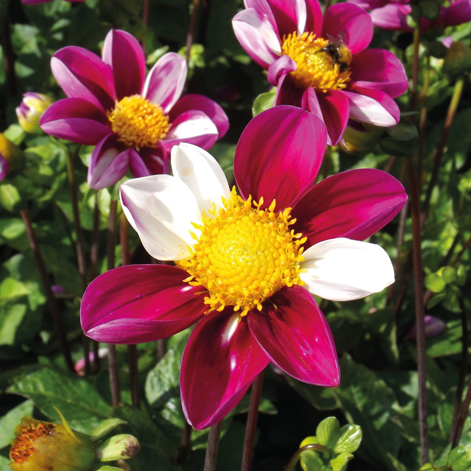 3 kpl Daalia ’Twynings Smartie’