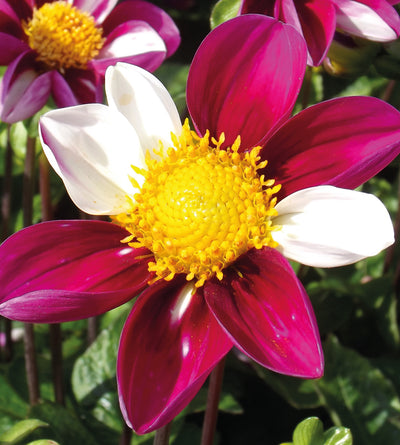 3 kpl Daalia ’Twynings Smartie’