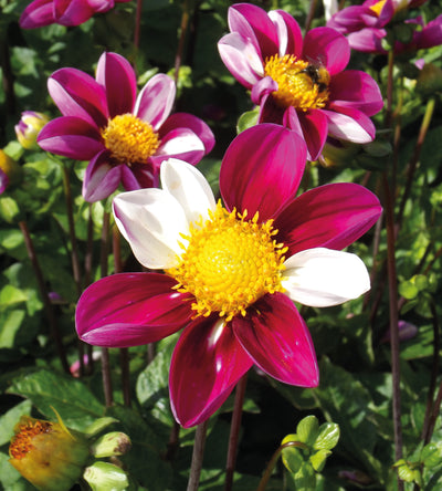 3 kpl Daalia ’Twynings Smartie’