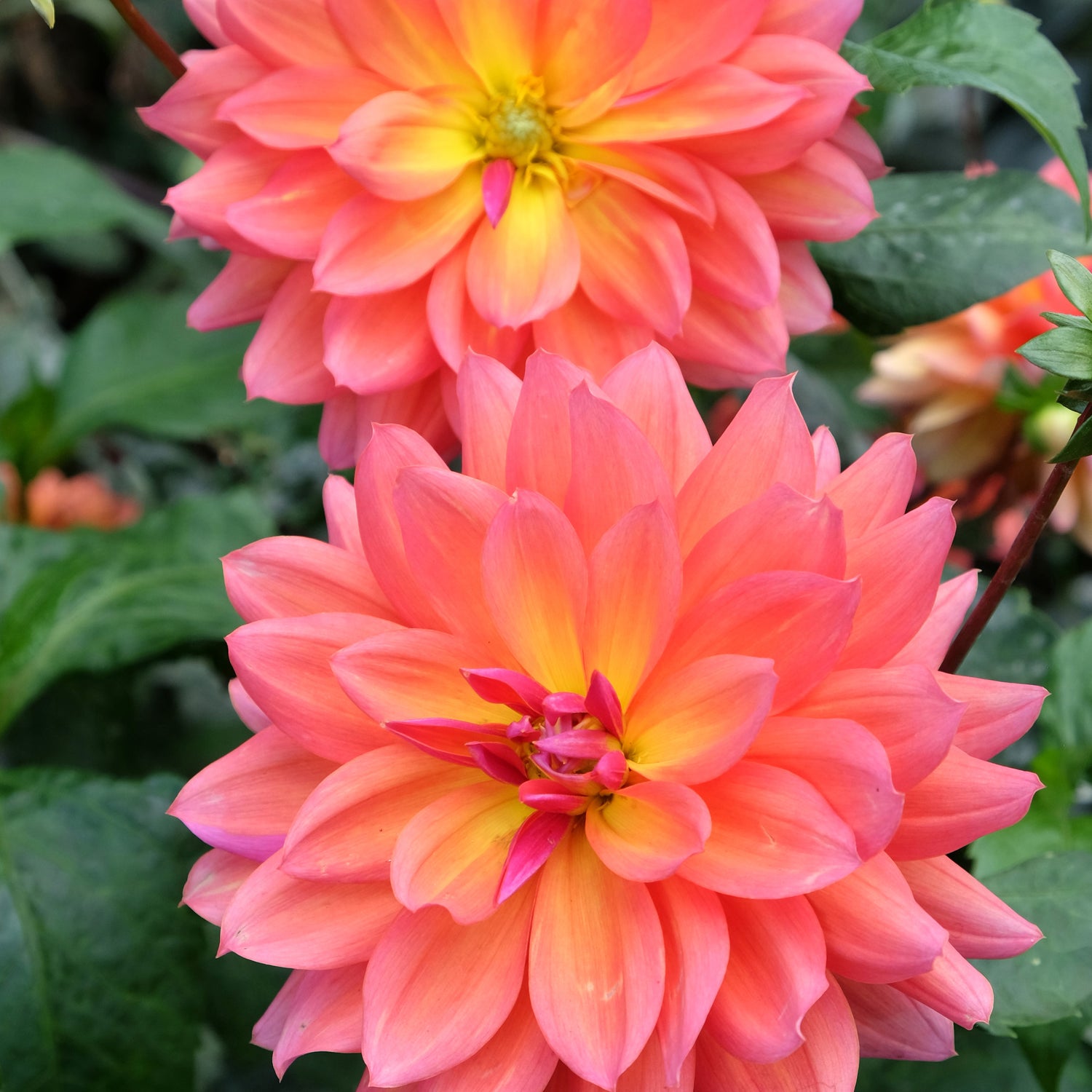 3 kpl Daalia ’Allegro’