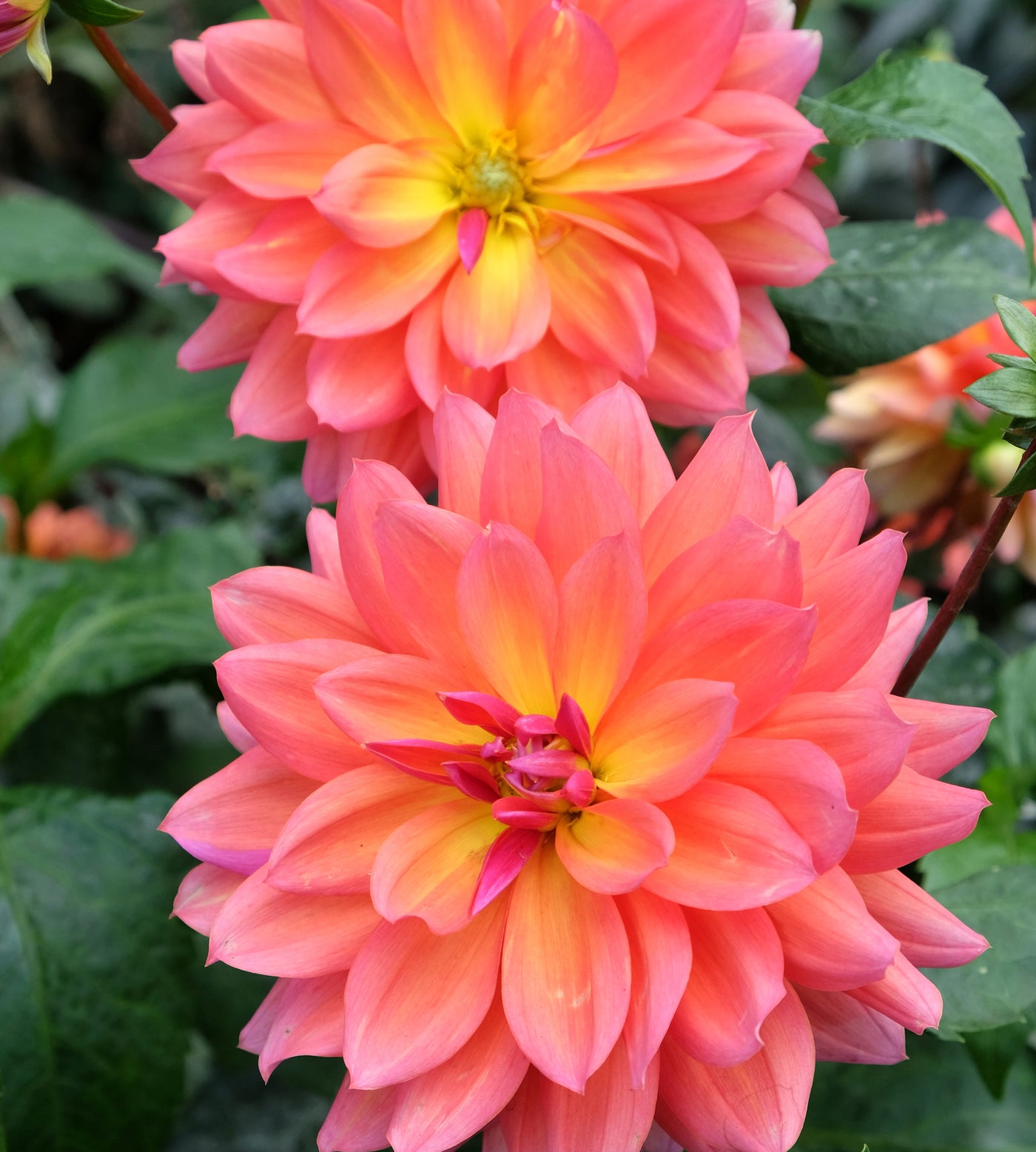 3 kpl Daalia ’Allegro’