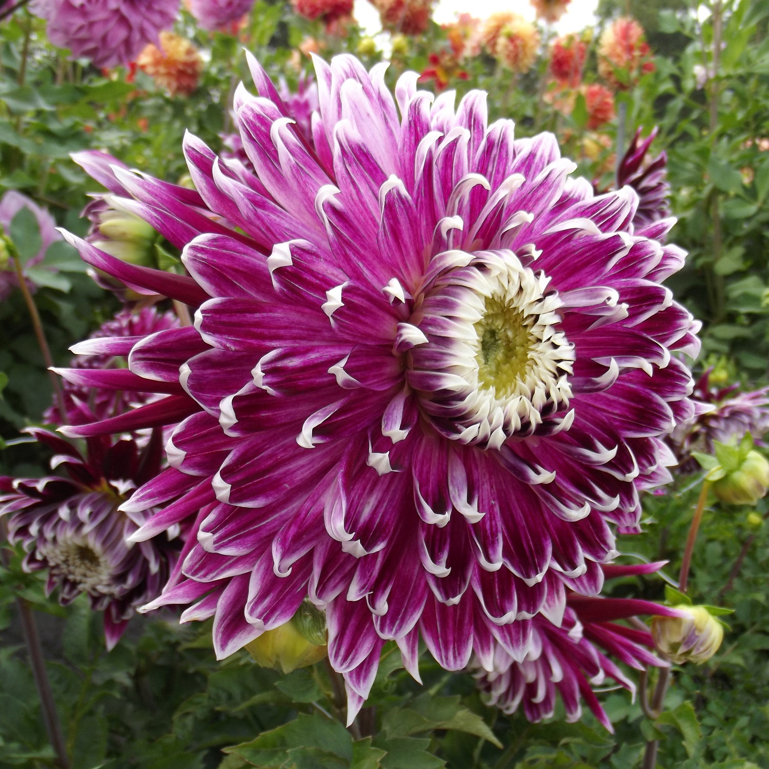 3 kpl Daalia ’Vancouver’