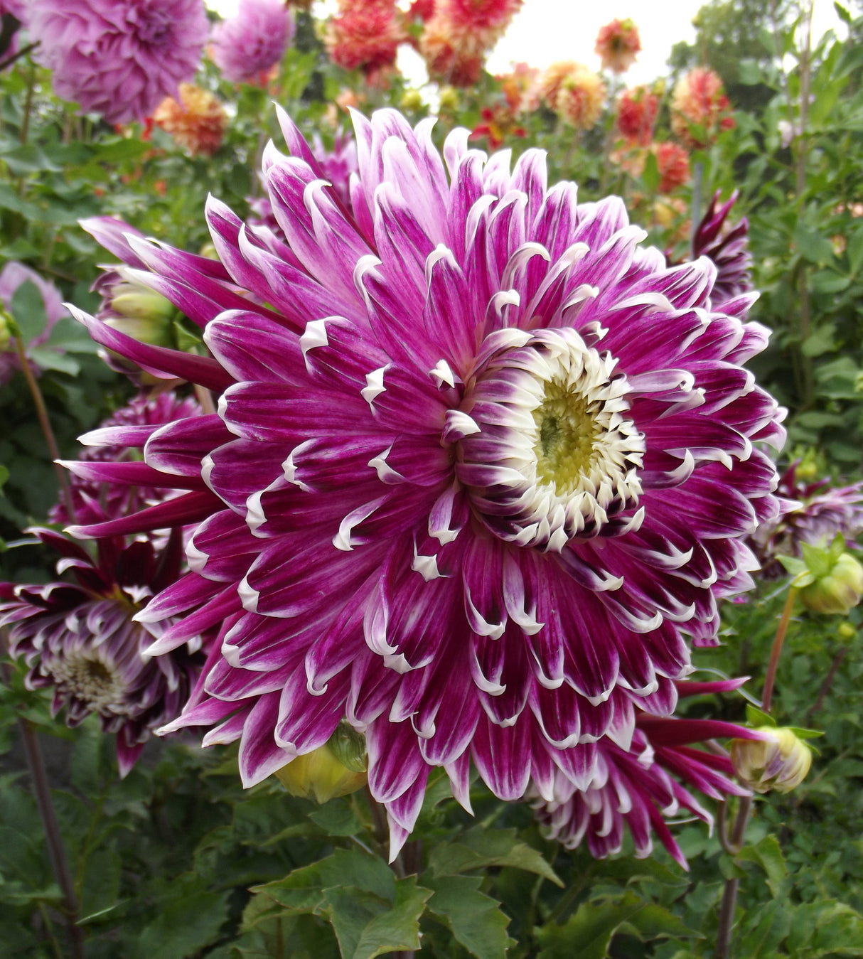 3 kpl Daalia ’Vancouver’