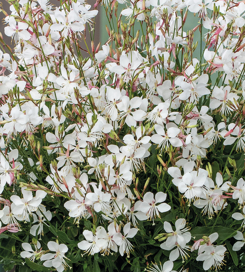 5 kpl Kesäkynttilä ’Gaudi Medium White’