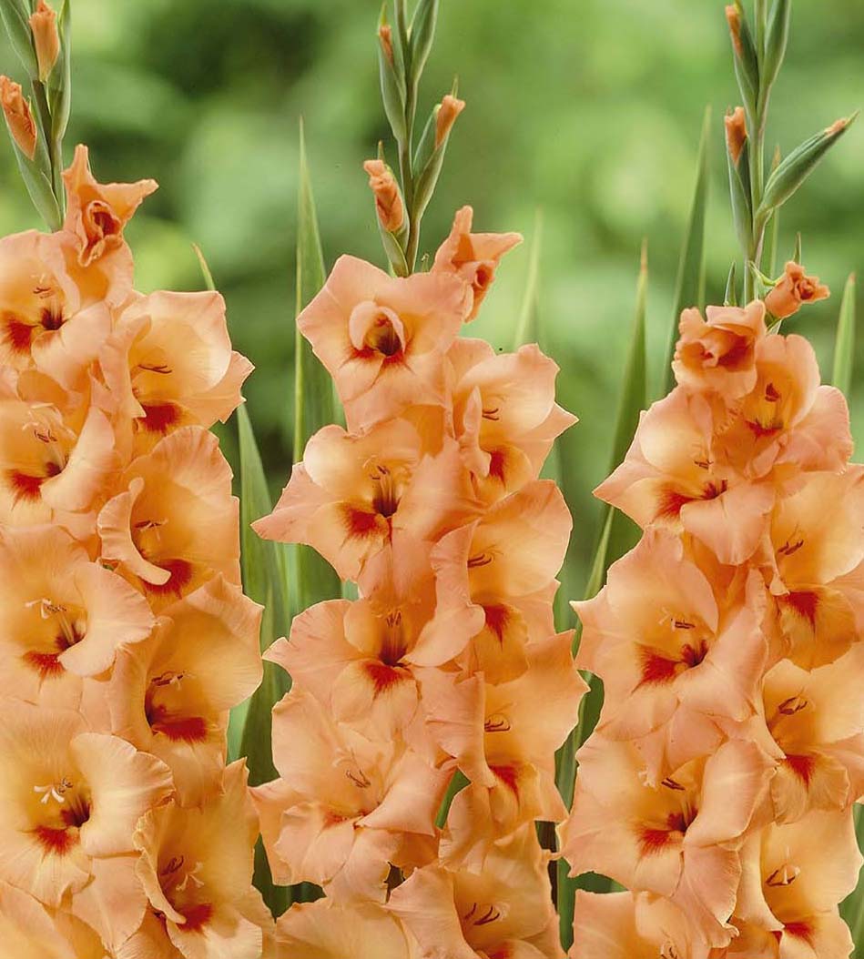 10 kpl Gladiolus ’Peter Pears’