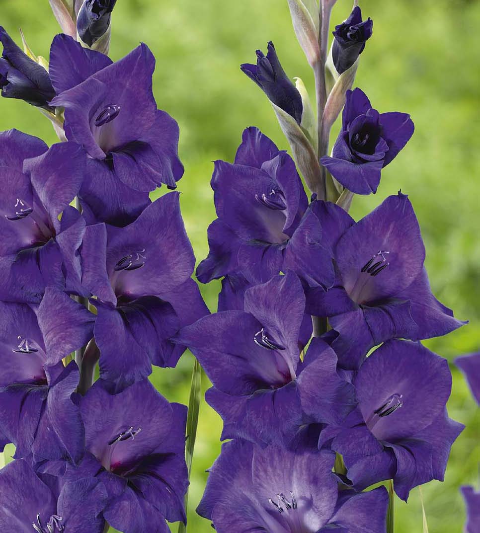10 kpl Gladiolus ’Purple Flora’