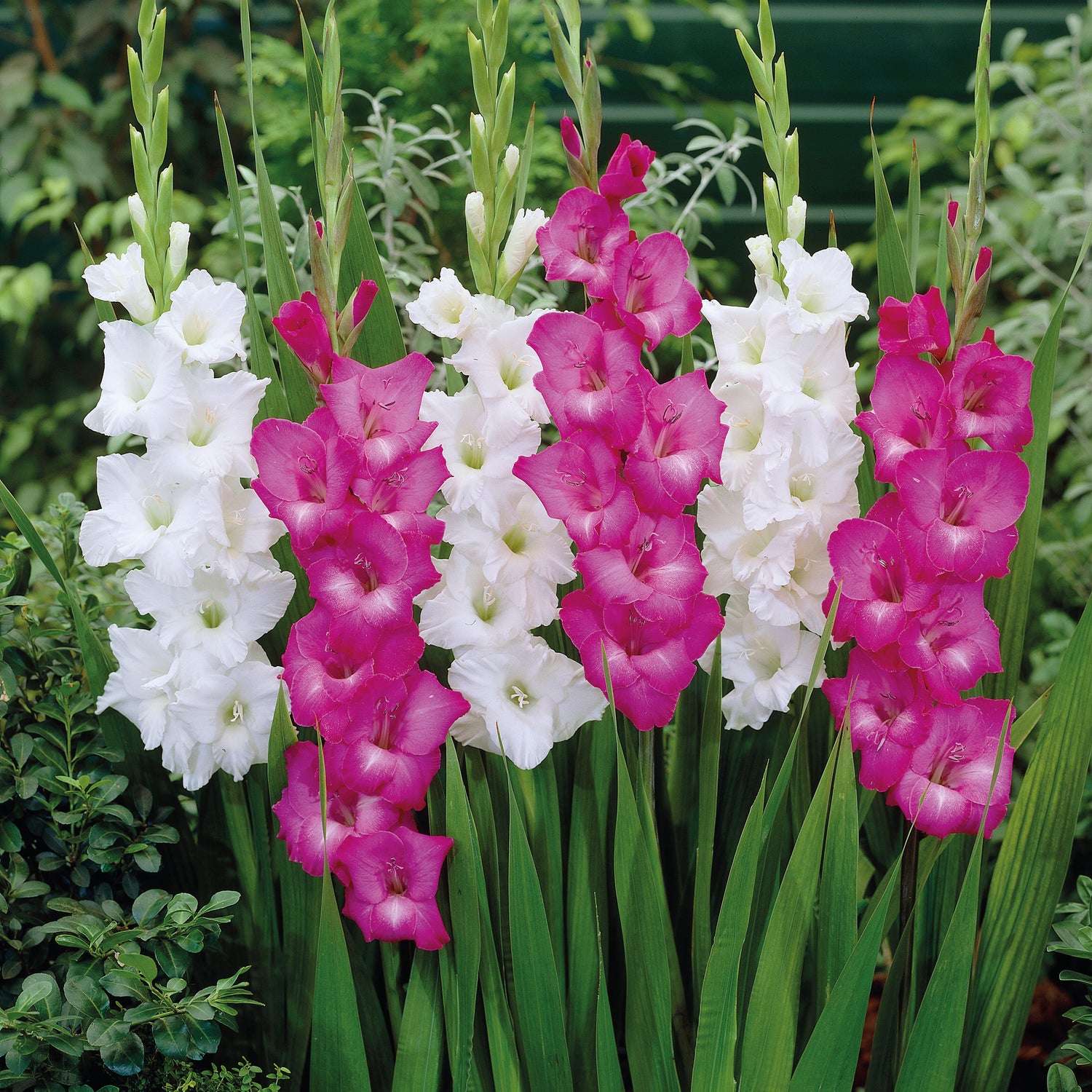 20 kpl Gladiolus mix