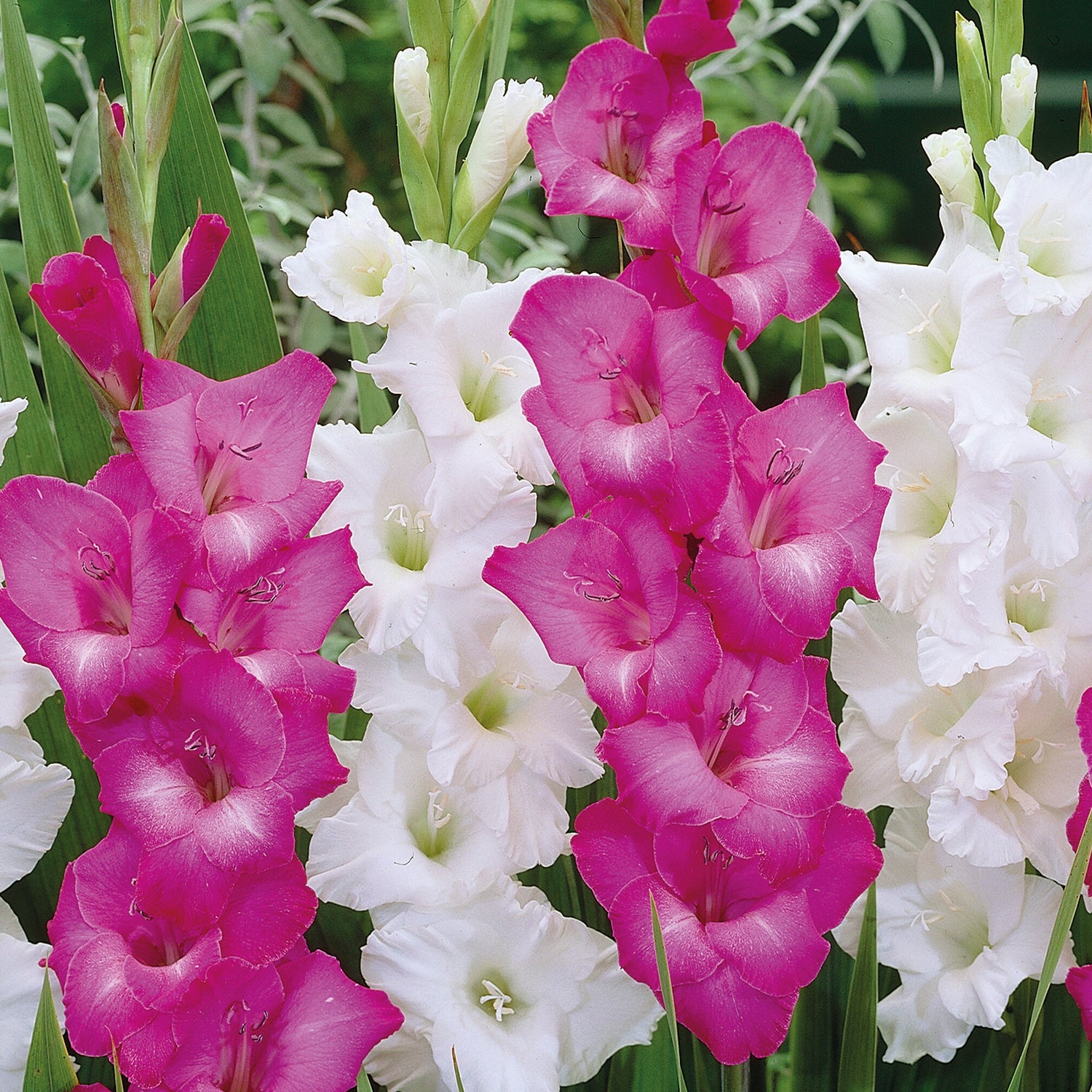 20 kpl Gladiolus mix