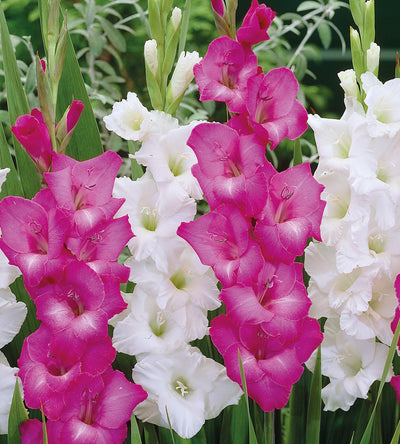 20 kpl Gladiolus mix
