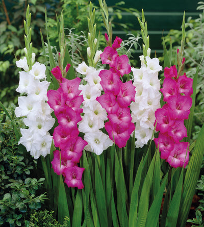 20 kpl Gladiolus mix