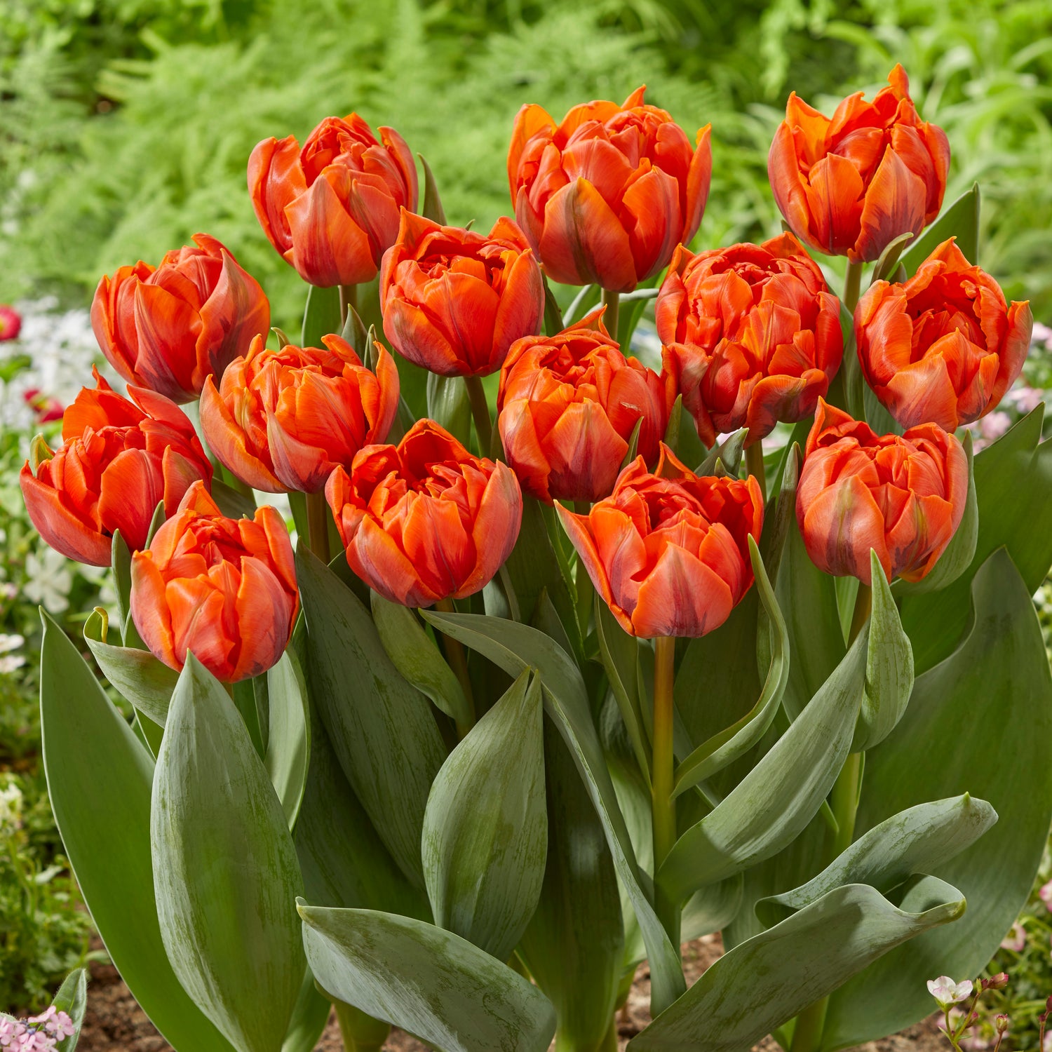 5 kpl Tulppaani 'Hermitage Double'