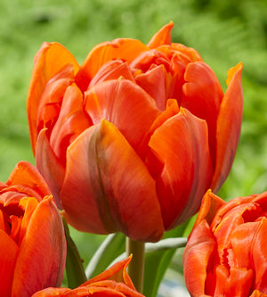 5 kpl Tulppaani 'Hermitage Double'