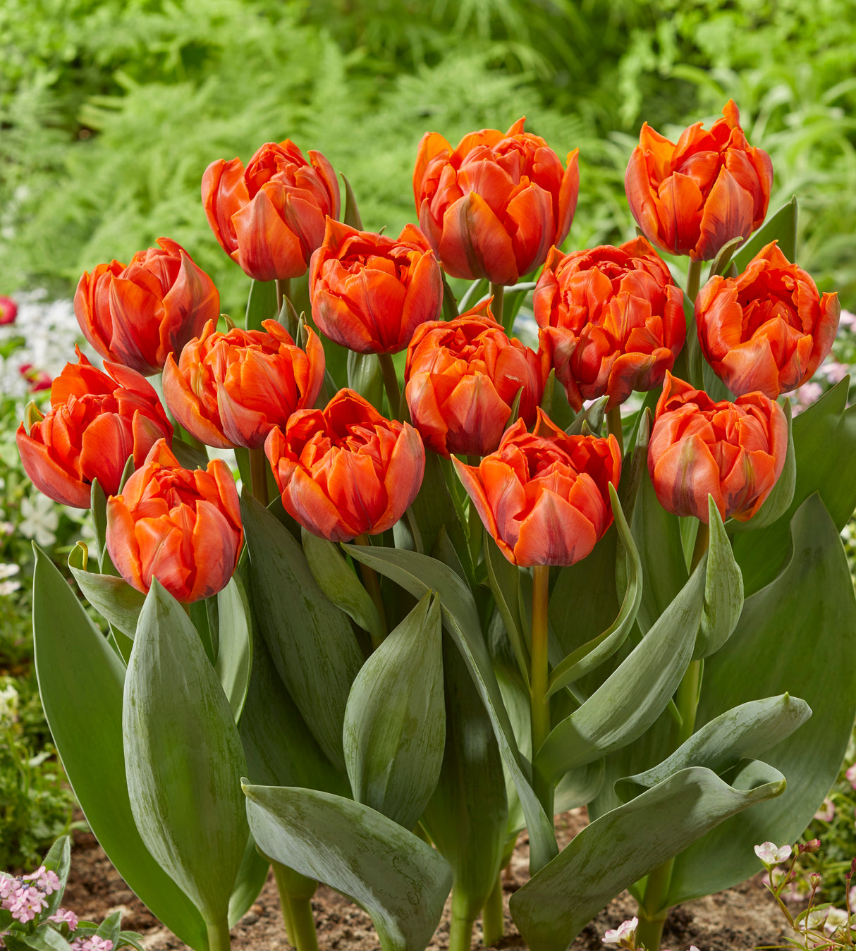 15 kpl Tulppaani 'Hermitage Double'