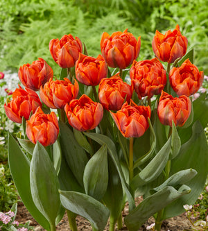 15 kpl Tulppaani 'Hermitage Double'