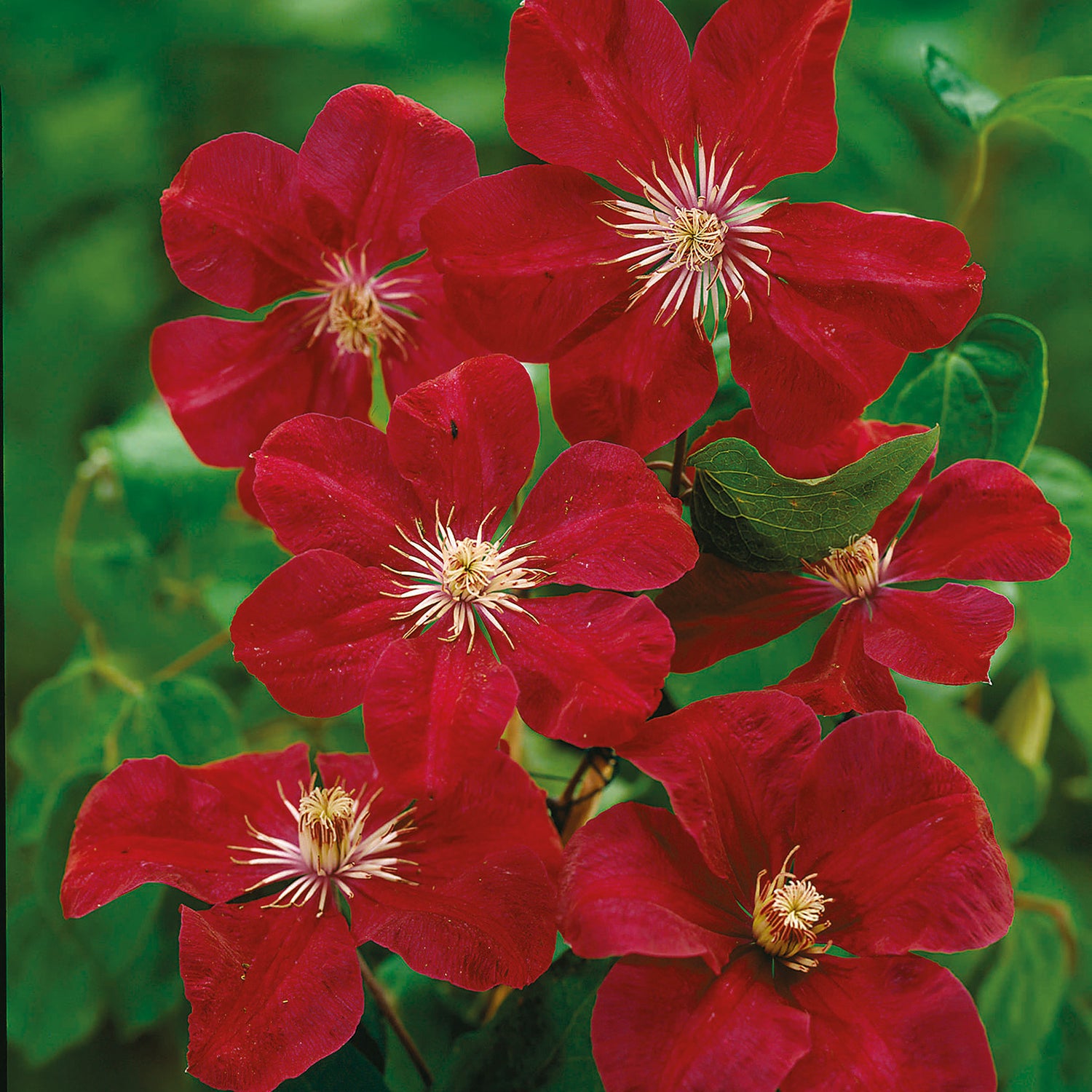 1 kpl Kärhö ’Rouge Cardinal’