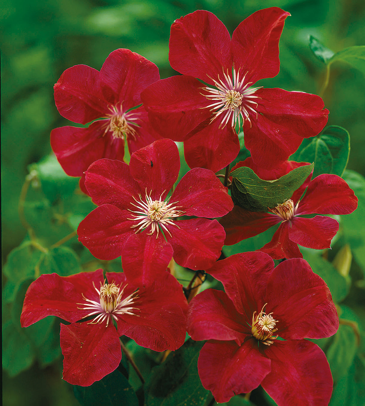 1 kpl Kärhö ’Rouge Cardinal’