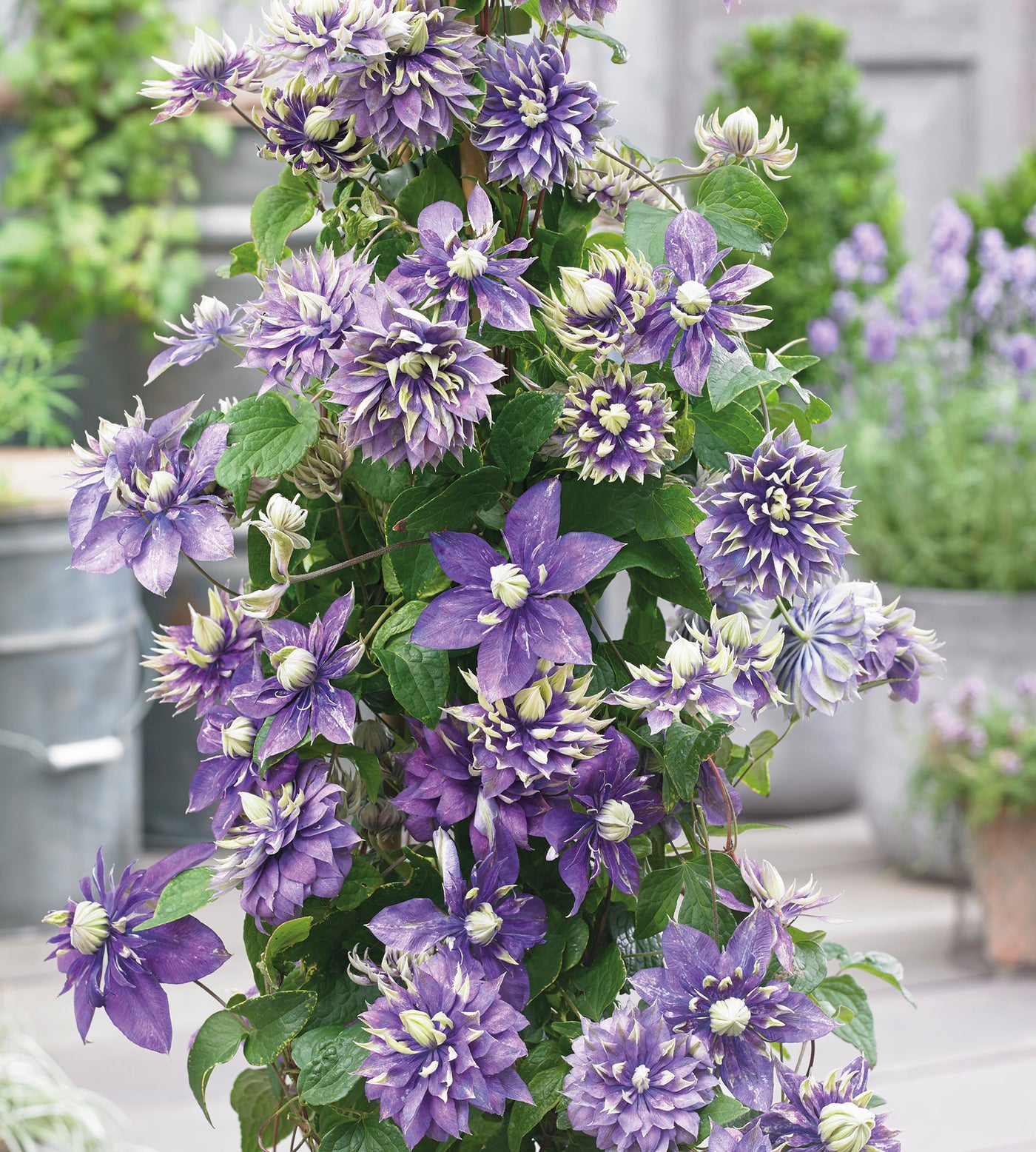 1 kpl Kärhö ’Taiga’