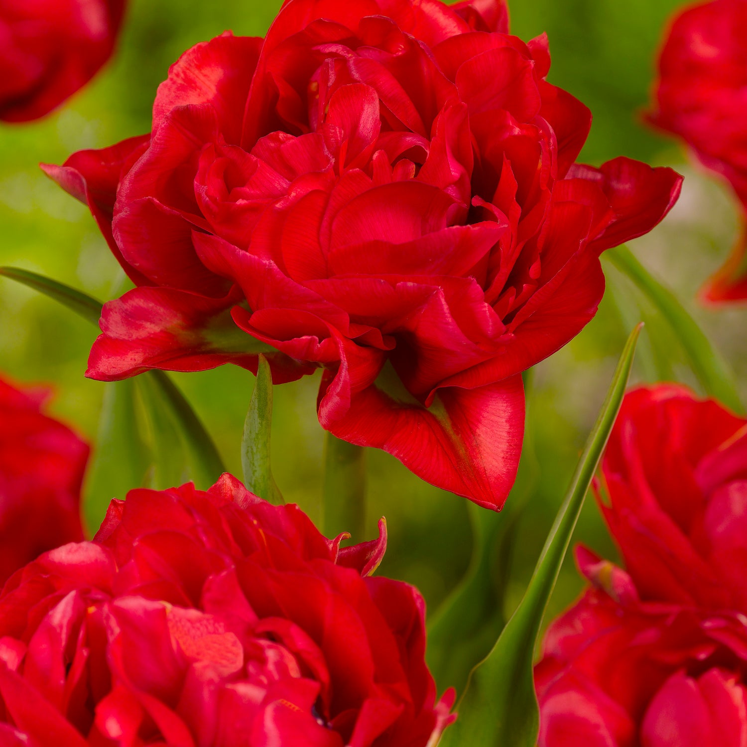 10 kpl Tulppaani Abba