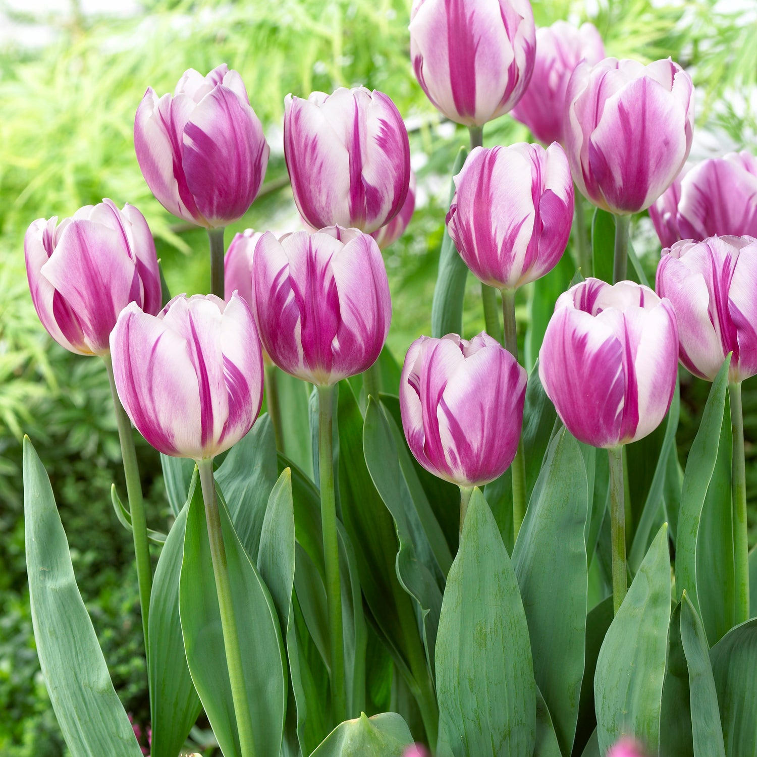 10 kpl Tulppaani Flaming Flag