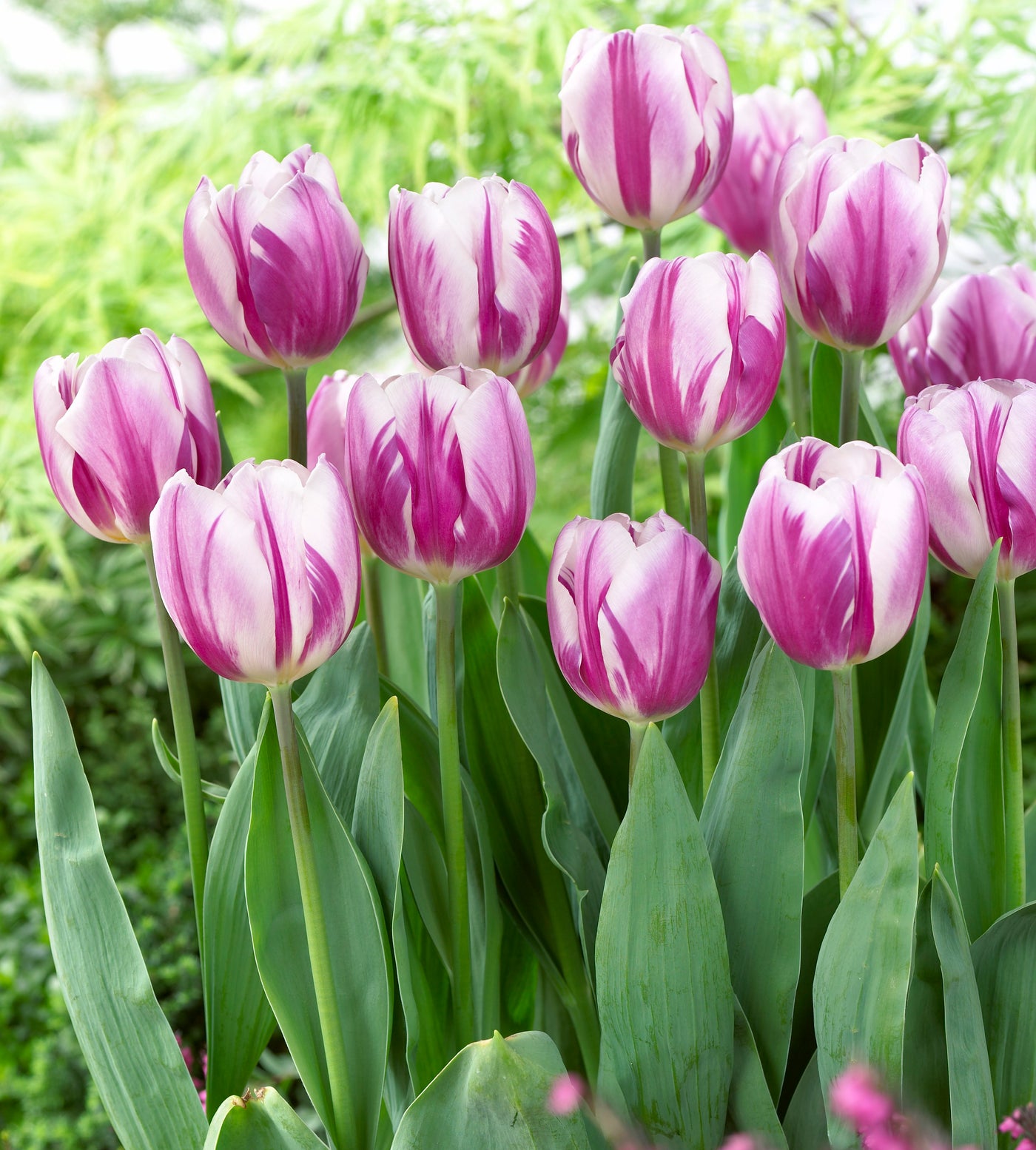 10 kpl Tulppaani Flaming Flag