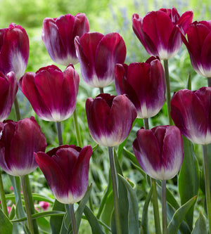 10 kpl Tulppaani ’Kansas Proud’
