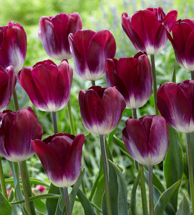 10 kpl Tulppaani ’Kansas Proud’