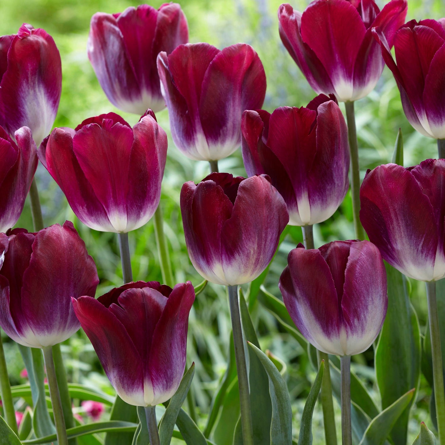 30 kpl Tulppaani ’Kansas Proud’
