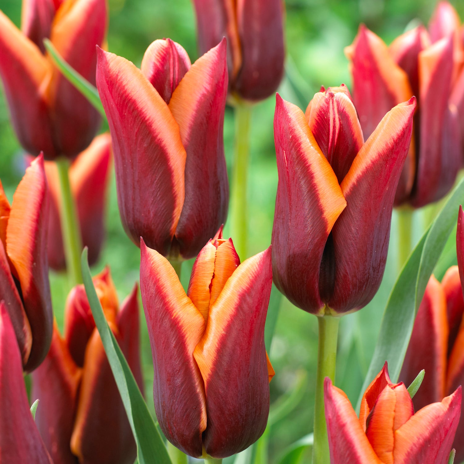 10 kpl Tulppaani ’Muvota’