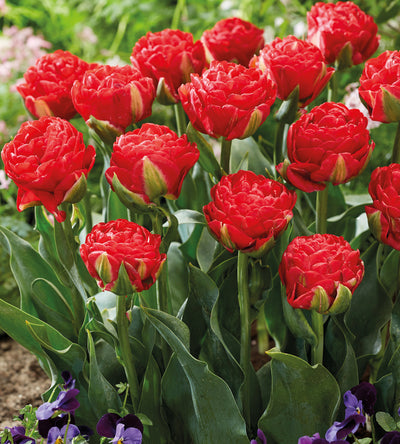 10 kpl Tulppaani 'Miranda'