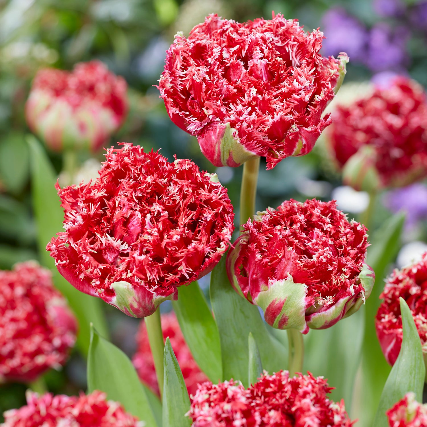 5 kpl Tulppaani 'Qatar'