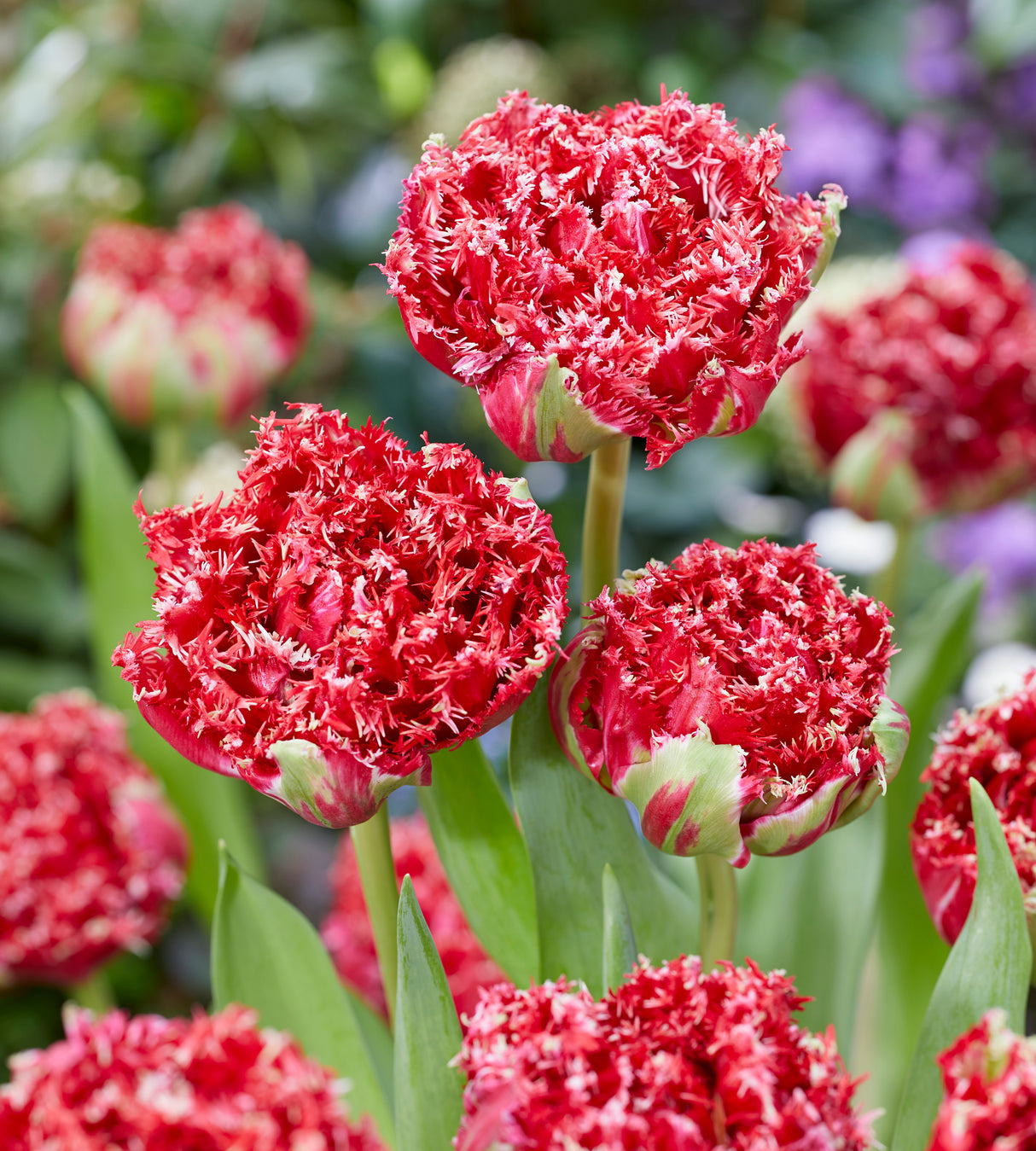 5 kpl Tulppaani 'Qatar'