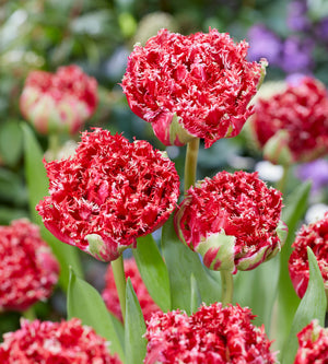 5 kpl Tulppaani 'Qatar'