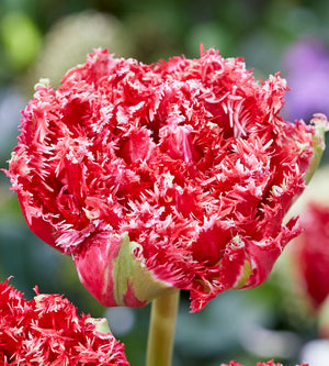 15 kpl Tulppaani 'Qatar'