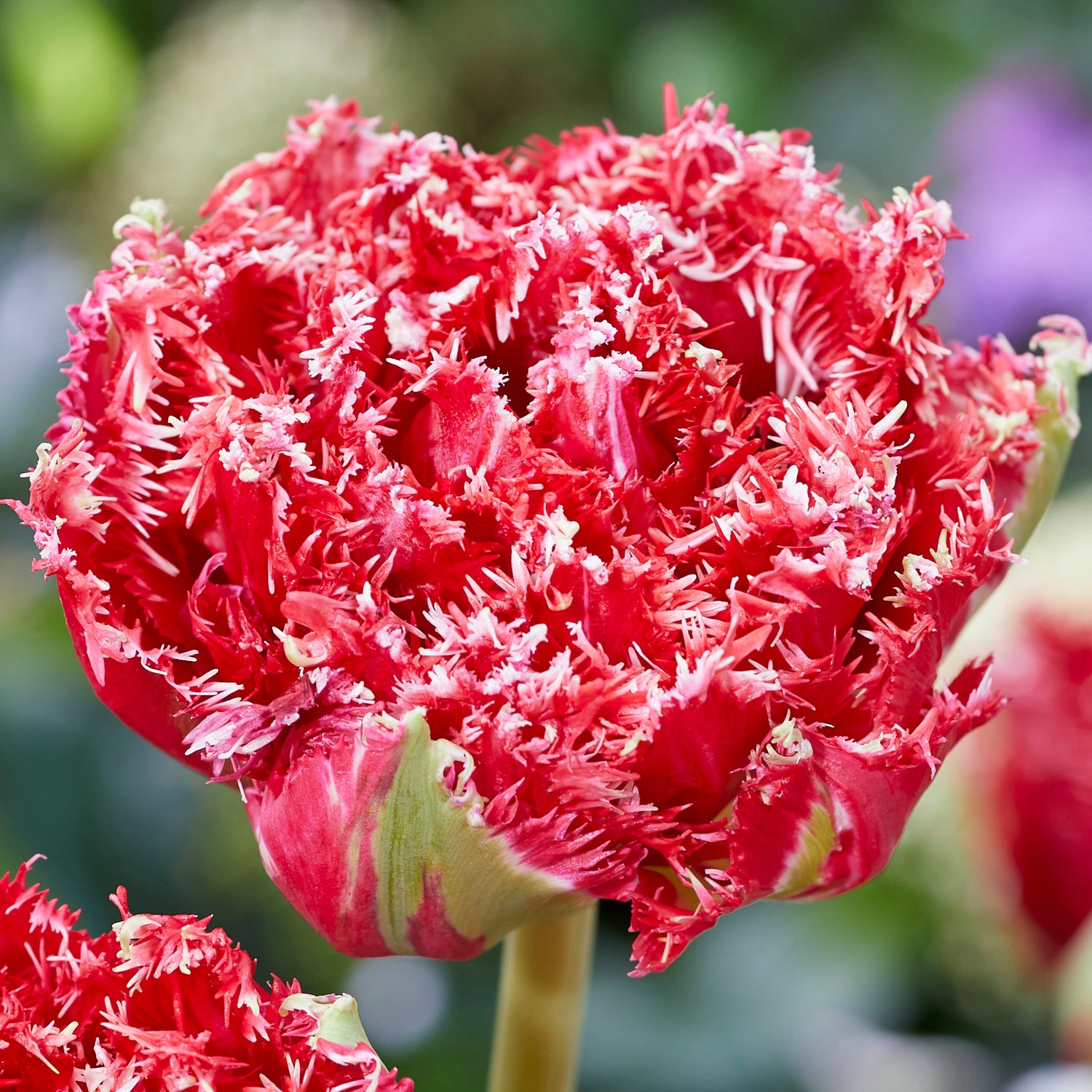 5 kpl Tulppaani 'Qatar'