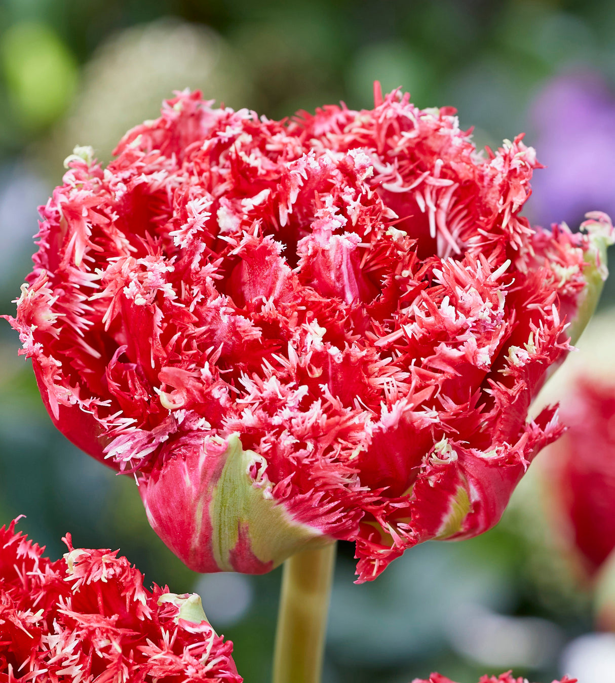 5 kpl Tulppaani 'Qatar'