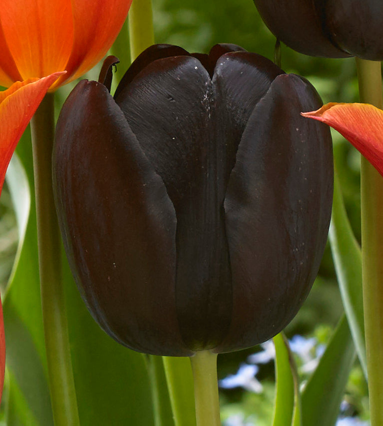 20 kpl Tulppaanilajitelma 'Armas'