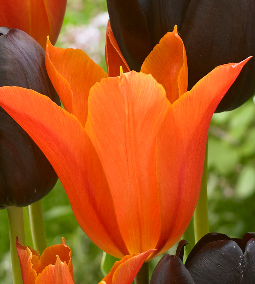 20 kpl Tulppaanilajitelma 'Armas'